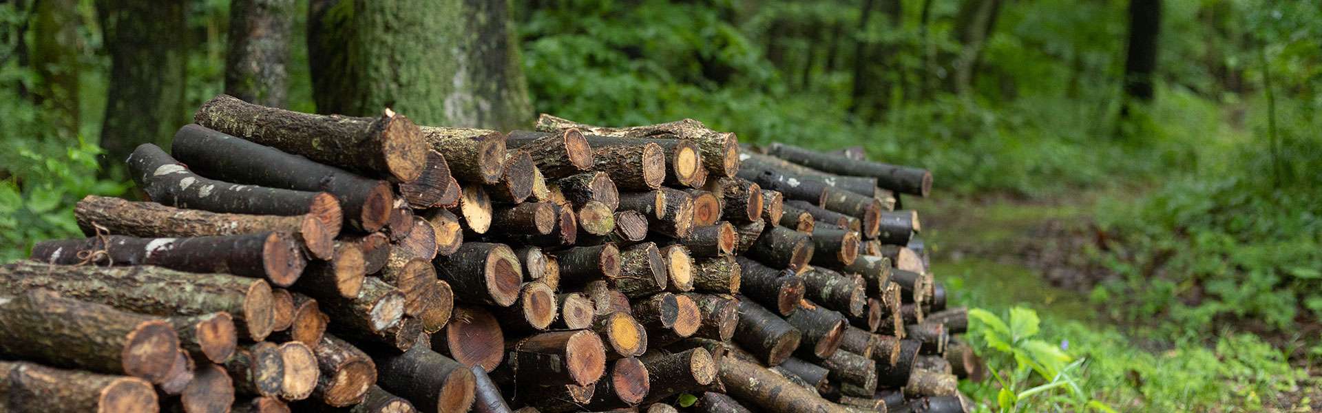 ゾレンキャンプ場